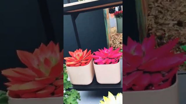 Королевский парк цветов / Keukenhof 2019, Lisse, Nederland смотреть онлайн