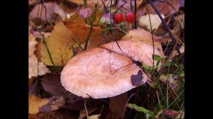 ГРИБ ВОЛНУШКА  СЪЕДОБНЫЕ ГРИБЫ