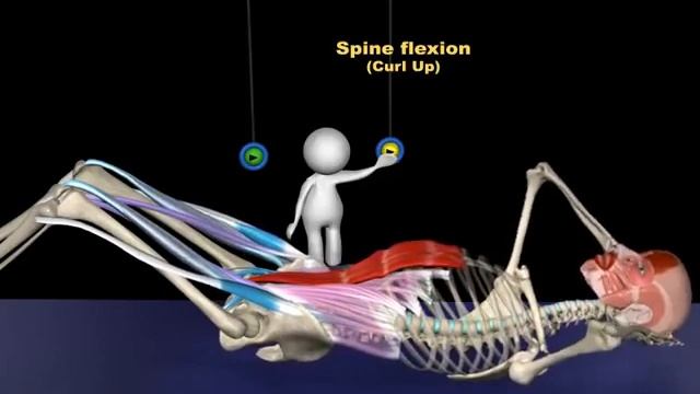 Биомеханика работы мышц пресса смотреть онлайн