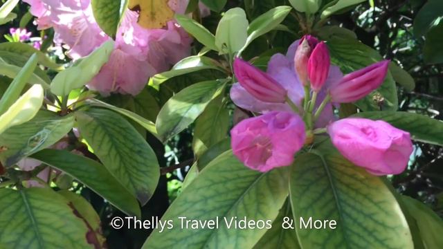 Rhododendron Plants смотреть онлайн