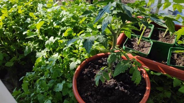 Мой опыт выращивания супердетерменатного(низкорослого) сорта томата Красная Шапочка на балконе. смотреть онлайн