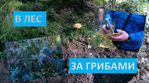 В ЛЕС ЗА ГРИБАМИ смотреть онлайн