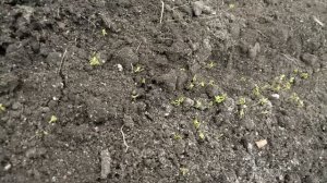 Кресс-салаты. Посев разных видов. От первых всходов до урожая зелени