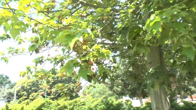 Brachychiton discolor - grow & care смотреть онлайн