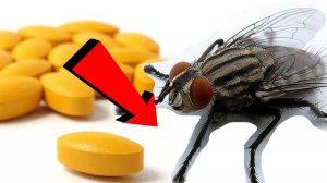 Как быстро избавиться от мышей За 3 Секунды!!!!.!!!..!!!!!!!!!..!!!.!!!!