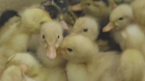 Смешные утята. 4К Звуки утят для малышей Funny ducklings. Sounds of ducklings for the little ones