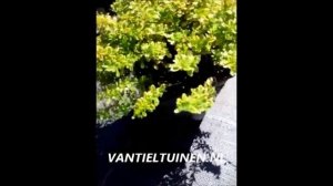 Thymus citriodorus Bertram Anderson