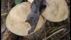 Грибы Облагуши (поганки, ложные опята), Подберезовики. Навозники Красивые и Необыкновенные.