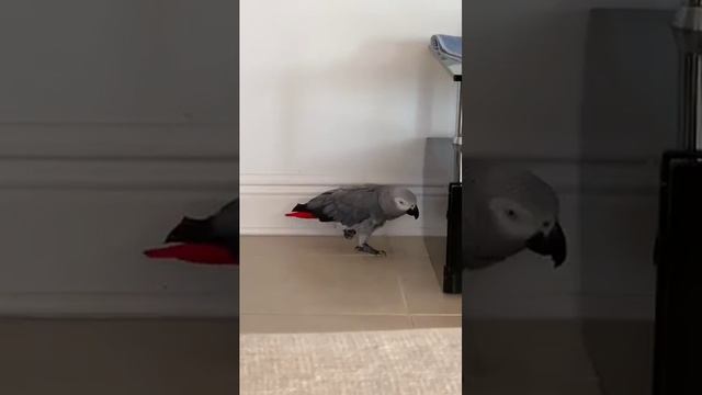 Попугай Дуся Жако смотреть онлайн