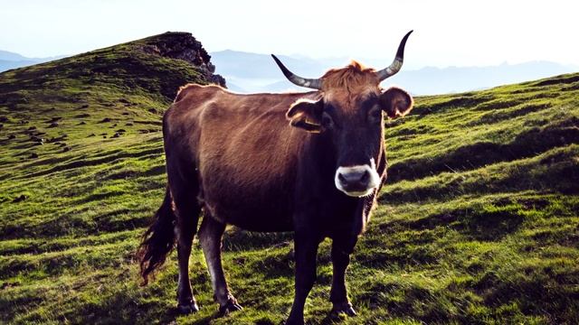 КАК МЫЧИТ КОРОВА ЗВУКИ КОРОВЫ