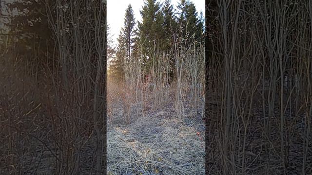 Весна. Вечернее пение птиц. смотреть онлайн