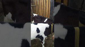 какие стали бычки подчти в 3 месяца  и рацион питания