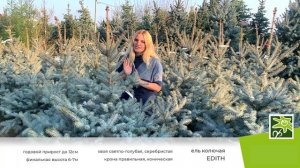 Ель колючая Эдит - самая голубая ель