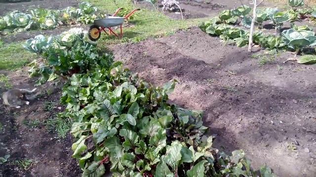 Урожай СВЕКЛЫ" КРУГЛЫЙ ШАР, ЕГИПЕТСКАЯ ПЛОСКАЯ, МУЛАТКА, БАРЫНЯ" 16.09.2019г. смотреть онлайн