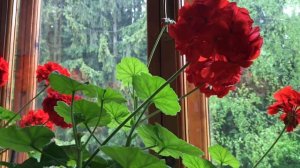 Начало лета / мои любимые комнатные цветы