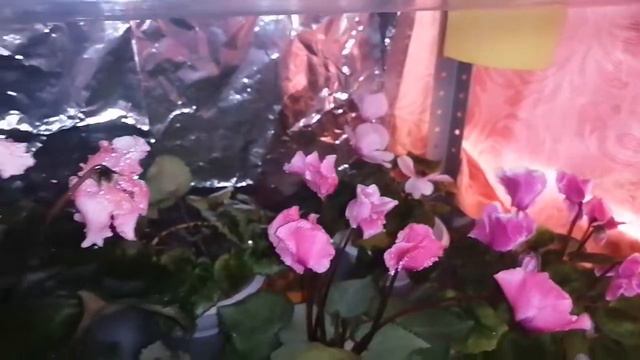 Цикламены. (Cyclamen) Уход летом. 1 часть.