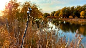 ЗАКИДУШКА ОБЛОВИЛА все удочки. ЛОВЛЯ САЗАНА и КАРАСЯ на жмых в октябре.  Рыбалка в Астрахани.