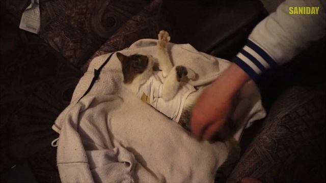 Спасение котика с раной на шее. Самый ласковый кот / SANI day смотреть онлайн