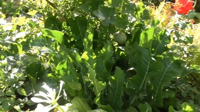 Мы в Волгограде! Что у бабушки на даче? смотреть онлайн