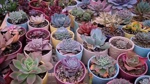 Зимовка суккулентов в теплице. Wintering of succulents in a greenhouse.