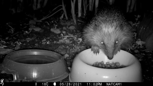 Hedgehog (Erinaceus europaeus) tucking into cat biscuits in a garden смотреть онлайн