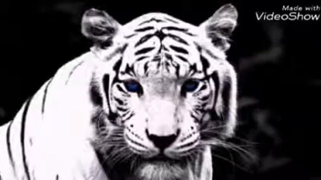 Белый тигр смотреть онлайн