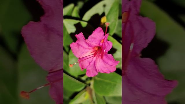 Magenta Mirabilis evening Glory