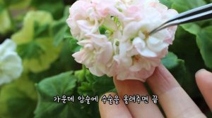 유럽제라늄 분양받기 적당한 시기는?/제라늄가드너의 고군분투 식물생활 브이로그