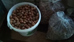 Как удешевить комбикорм и разнообразить рацион своей птице//жёлуди для кур, индюков и уток.