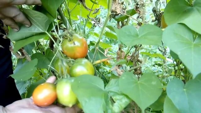 Совмещенная посадка Томаты и вьюнки (ипомея) смотреть онлайн