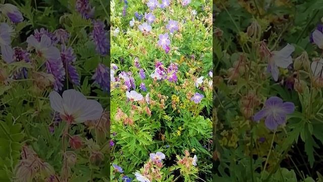 Герань луговая, или Журавельник луговой.?