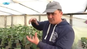 Сколько перца садить в 1 лунку ?(из нашего опыта)