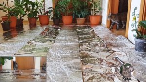 Кошки и фольга/ Cats & foil