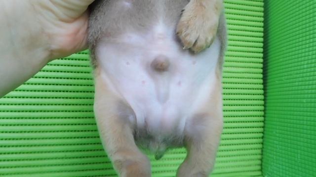 #ЧИХУА МАЛЬЧИК . ОКРАС ЛИЛОВЫЙ ТРИКОЛОР . #МАРИМИСТИКПИТОМНИКЧИХУАРКФ#КУПЛЮЧИХУАПРОДАЮЩЕНКОВ смотреть онлайн