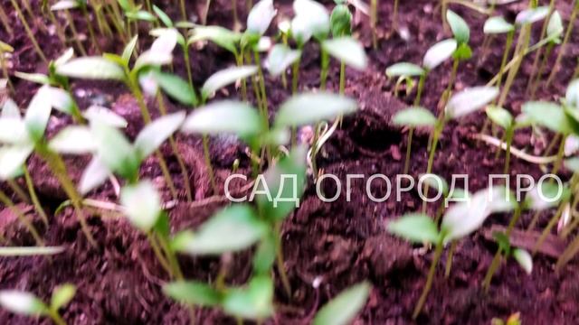 ЗАБУДЬТЕ ПРО УДОБРЕНИЯ ДЛЯ РАССАДЫ! ЭТО СРЕДСТВО СТОИТ КОПЕЙКИ! УРОЖАЙ ФАНТАСТИЧЕСКИЙ!