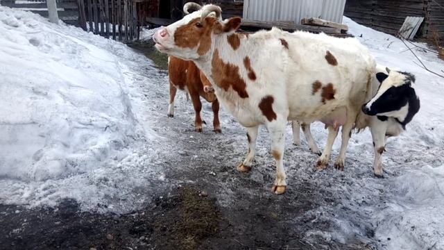 Первая кровь (Бой коров) смотреть онлайн