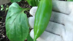 Завязи у Перцев! Первый баклажанчик от Клоринды!