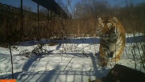 Тигр и коробка. Первое знакомство