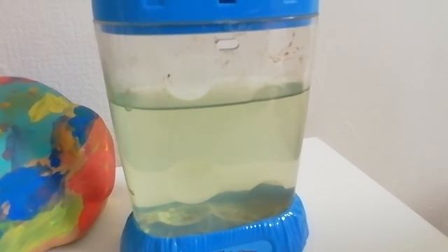 показываю двадцатьшестой день своих морских животных смотреть онлайн