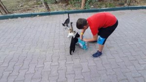 КОТЫ в ТУРЦИИ