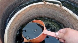 ?Не пропустите эту подкормку для ВИНОГРАДА и не только❌  // виноград " Леди Патриция"