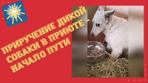 Приручение пугливой собаки в приюте - начало