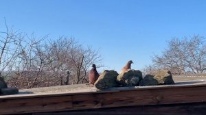 Мясные голуби Модэны