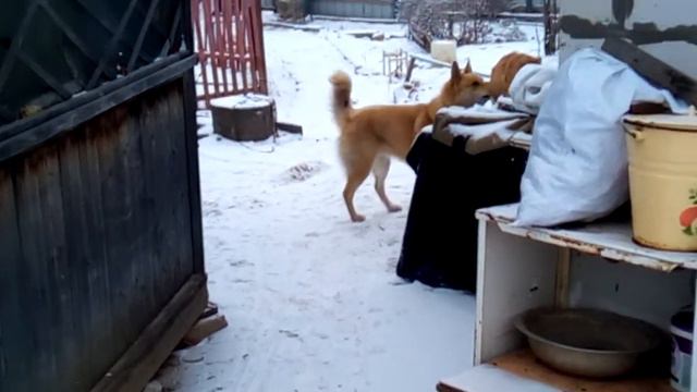 пёс лечит кота смотреть онлайн