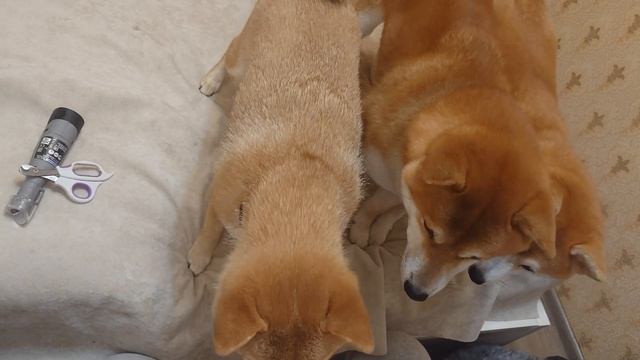 Современный подход к стрижке ногтей собакам. смотреть онлайн