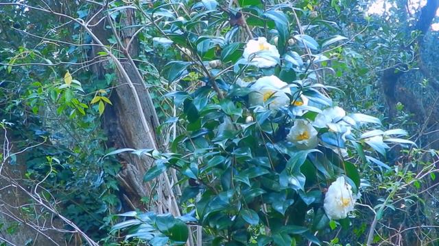 12/30/21: 7 minutes of white camellia resurrected stump and pink noise ambience смотреть онлайн