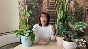 ТОП 20 Теневыносливые растения для дома