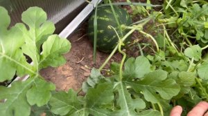 Арбузы будут большие сладкие и сочные . Чем подкормить арбуз в фазу налива плодов .