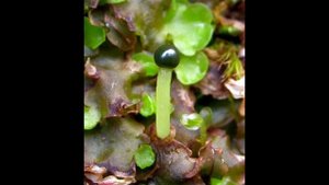 Печеночные мхи (систематика)