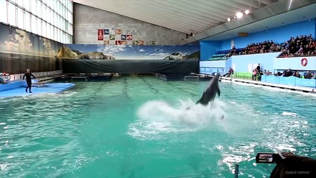 Дельфинарий Санкт-Петербурга смотреть онлайн